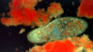 Introduction to the Protists [upl. by Graubert]