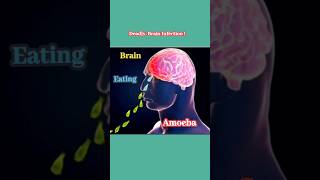 Alerts Brain Eating Amoeba biology science reels facts health shorts short like medical [upl. by Claybourne223]