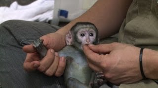 Un bébé singe vert du zoo de Rio retrouve la santé [upl. by Amsden134]