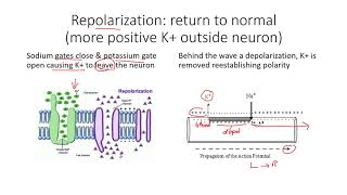 polarization depolarization repolarization of a neuron [upl. by Eeryk161]