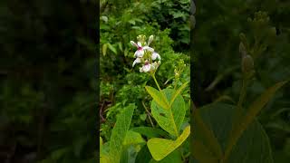 ข้าวตอกพระร่วงChinese PrivetLigustrum sinense flowers [upl. by Sid398]