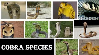 Cobra Species  All Cobra Snake Species Of The World [upl. by Auqenahc]