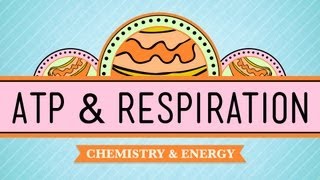 ATP amp Respiration Crash Course Biology 7 [upl. by Anoel]