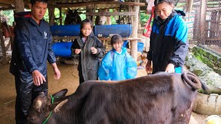 The Process of Selling Pigs to Traders Buying More Cows for Farming  Family Farm [upl. by Trilbee]