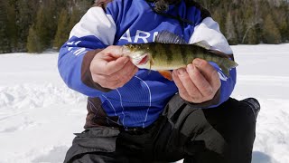 Capsules 101  Top 5 conseils  Pèche à la perchaude sur glace [upl. by Gora]