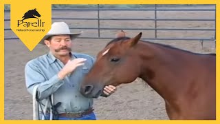 Parelli Natural Horse Training Tip Approaching a Horse in a Corral [upl. by Olva]