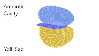 Embryo Folding Amniotic Cavity amp Yolk Sac  Animated Embryology [upl. by Dniren]