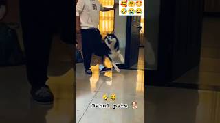 Funny cheating 🤣😂😂 rahulpets love funnydogs shortsfeed doglover funny shortsviral [upl. by Dnyletak]