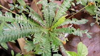 Biophytum sensitivum  little tree plant  Mukkootti  හීං නිදිකුම්බා [upl. by Claudette]