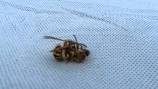 Wasp cuts bee in half [upl. by Sparrow471]