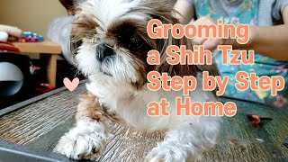 Grooming a Shih Tzu Step by Step at Home cuteshihtzu shihtzupuppy doggrooming [upl. by Gahl]