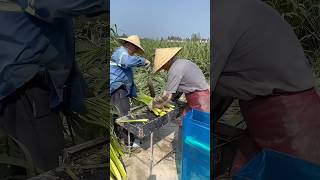 Harvesting fresh zizania water bamboo process farming [upl. by Arras]