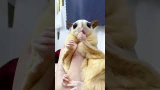 Cute Sugar Glider Eating Worm shorts sugargliderasmr sugargliderlover [upl. by Niddala]