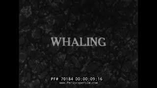 1920s SILENT WHALING FILM HARPOONING WHALES 70184 [upl. by Ducan]