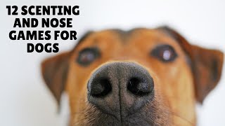 12 Scenting and Nose Games for Dogs [upl. by Einhapets]