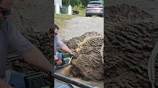 20quot Greenworks commercial 82v chainsaw full bar cut on a 36quot ash cordless battery [upl. by Vinita]