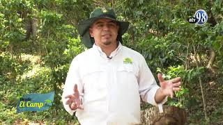 TECNICA Sistema Agroforestales sostenibilidad y seguridad alimentaria [upl. by Emilia]