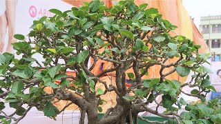 Ficus Benghalensis Bonsai Banyan shorts [upl. by Arahsal405]