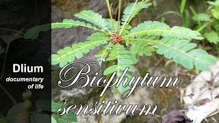 Krambilan Biophytum sensitivum  part 3 [upl. by Yornoc838]