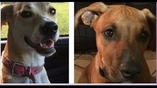 BARKING brings DEATH sentence for two dogs ordered by Port St Lucie Animal Control for BARKING [upl. by Edalb]