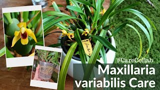 Maxillaria variabilis Carecollab [upl. by Guenna]