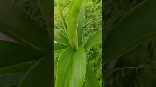 costus plant shorts ytshorts viral youtubeshorts [upl. by Jerry]