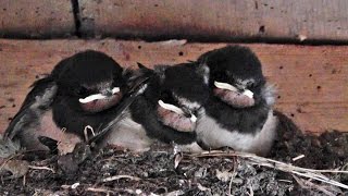 Swallow Bird Nest at Godolphin [upl. by Ayenet]