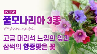 EP26👸NEW 풀모나리아3종👸 고급 대리석 느낌의 무늬 잎과 삼색의 꽃 정원의 희귀식물을 원하신다면 [upl. by Saunder]