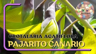 Pajarito Canario  Crotalaria Agatiflora plantas flores hermosa [upl. by Led914]