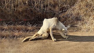 The Car Drove Away Leaving Her in Deep Pain As She Now Struggles to Crawl amp Ask Passersby for Food [upl. by Ragland]