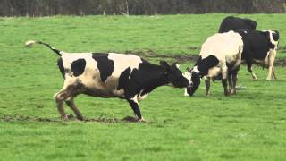 FEUILLETON  La Salers la vache emblématique du Cantal [upl. by Soren977]