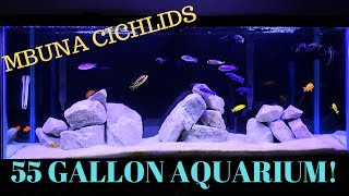 55 Gallon Aquarium  African Cichlids Mbuna Tank [upl. by Tommie545]