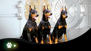 A Gangue dos Dobermans [upl. by Nowell360]