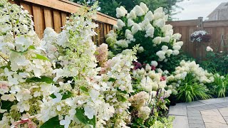 Tracy’s Midsummer Hydrangea Garden Tour with Plant Names  Mid August 2021 [upl. by Riancho]