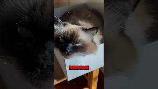 The truth about Birman cats [upl. by Ttayh131]