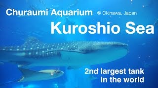 HDTime to feed the whale shark Churaumi Aquarium Kuroshio Sea 黒潮の海 餌やりタイム＠美ら海水族館 [upl. by Inaoj434]