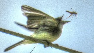 Eastern Phoebe Flycatcher Eats Dragonfly and Grasshopper [upl. by Vergil]