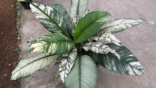 Spathiphyllum min variegated ไม้ยอดฮิตไม้น่าสะสมอีกตัว เดหลีจักรพรรดิ์ด่างมิ้นท์ ด่างสามสี [upl. by Alyacim]