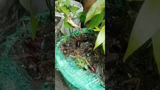 Lychee Tree grow from Seed Currypatta Seeds Result Currypatta lychee fruotplant viral foryou [upl. by Amado]