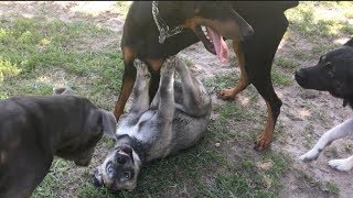 MastiffPit Protects Puppy at Dog Park [upl. by Rowan801]