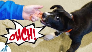 Use These Tips To Stop Your Puppy From Biting Your Hands [upl. by Gnes]