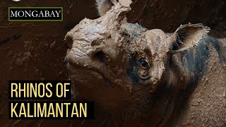 Saving Sumatran Rhinos Updates from Kalimantan Indonesia [upl. by Ordnajela458]