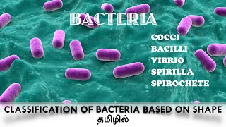 Classification of bacteria based on the shapecocci  Bacilli Vibrio Spirilla  Spirochaete Tamil [upl. by Cattier]