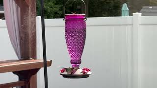 Hummingbird Flying Around Feeder  Maryland 08312024 [upl. by Serle]