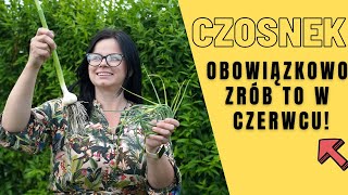 OGŁAWIANIE CZOSNKU OZIMEGO W CZERWCU Jak uprawiać czosnek Ogród z Kasia in [upl. by Alletsyrc24]