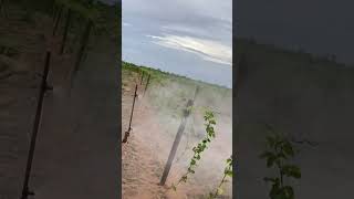 Así fumigamos el cultivo de maracuyá o parchita cómo se conoce acá en venezuela [upl. by Old]