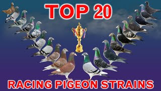 Top 20 Best Racing Pigeon Strains in the World  Popular Racing Pigeon Bloodlines [upl. by Neerihs]