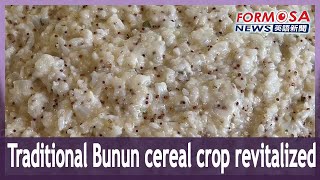 Traditional Bunun cereal crop revitalized｜Taiwan News [upl. by Anaiq]