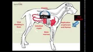 Parvoviral Enteritis in the Canine  Pathogenesis [upl. by Celka4]