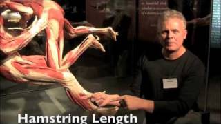 Body Worlds  Resolving Knee Pain  Ask Dr Abelson [upl. by Sonni]